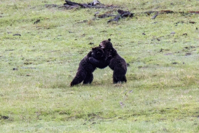 Grizzly Bears Fairy Falls Parking Lot 2025